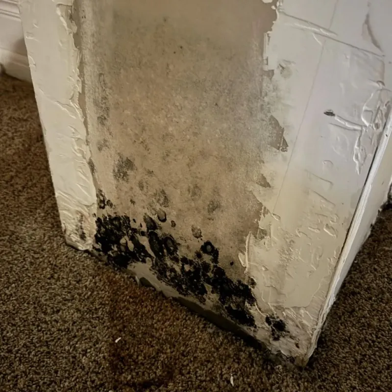 Professional Mold Removal in Ponderosa Park, CO